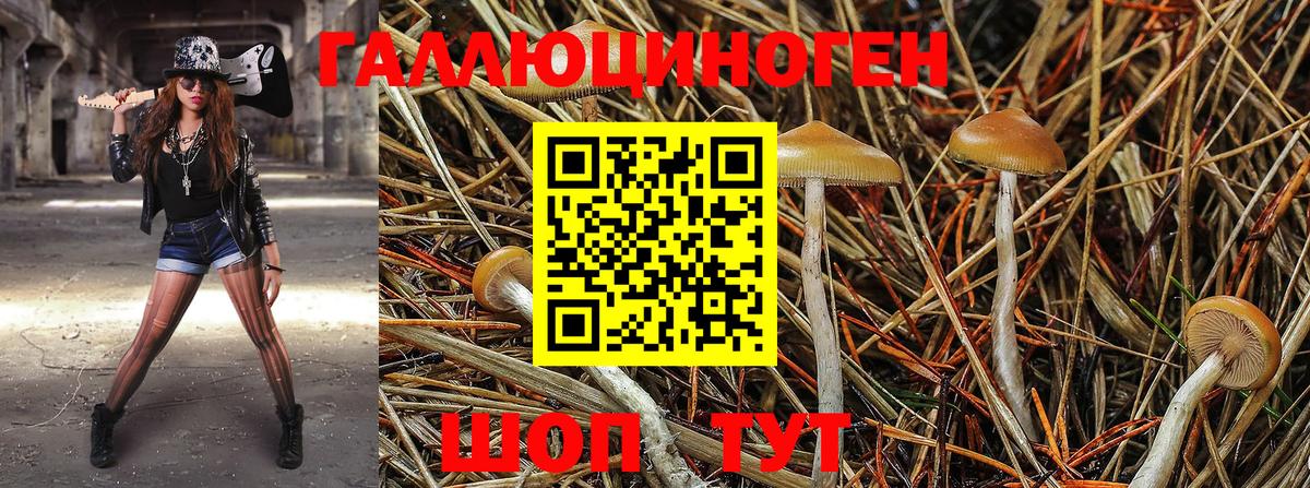 Галлюциногенные грибы Psilocybine cubensis  Псилоцибиновые грибы мицелий  Липецк 